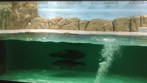 Seals play in a transparent enclosure.