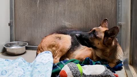 Befriending a Shepherd in doggy jail