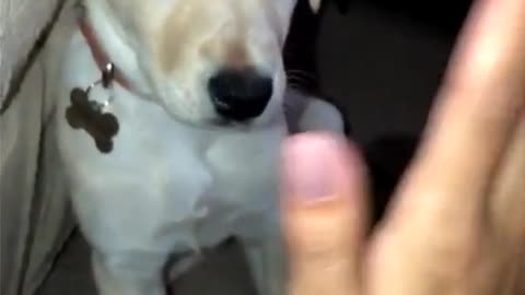 funny dog do the high five