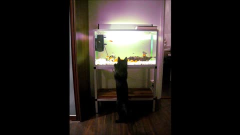 You won't believe how easily this cat gets scared