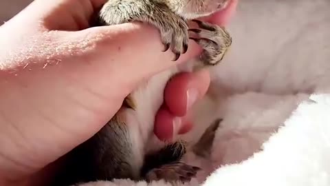 Bath Time for Baby Squirrel