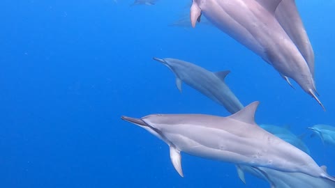 Swimming with a Herd of Dolphins in Hawaii