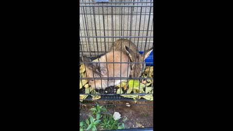 My rabbits eat dry orange leaves