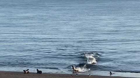 Female Orca Whale Successfully Claims a Meal