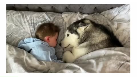 Dog refuses to leave the bed