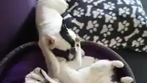 Cat wants extra hugs from French Bulldog pal