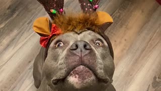 Pretty Blinking Antlers on Adorable Pit Bull