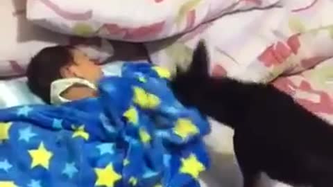 A dog putting baby to sleep and covering him