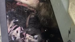 The Possum Living in My Grill had Babies
