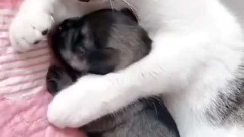 A cute cat with baby dog