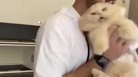 Kitten trying to bite her vet