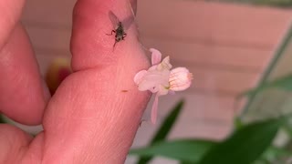 Feeding Time for Pink Orchid Mantis