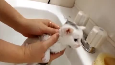Kitten's first bath & meow!
