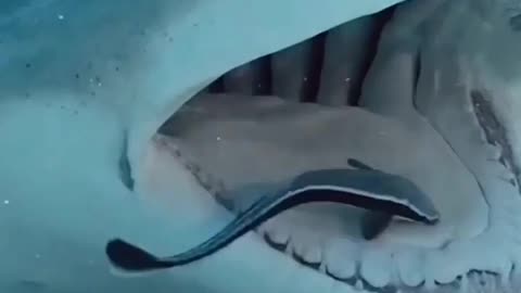 Lemon Shark In at Dentist