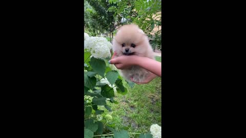Cute puppies and lovely nature 2021