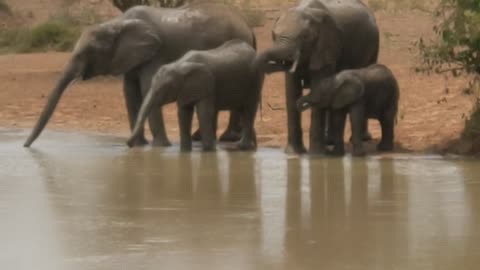 Elephants are drinking water with a baby