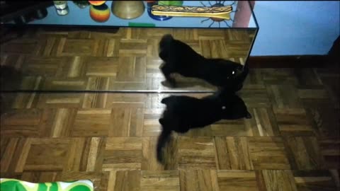 Cat plays in front of a mirror - Gato juega frente a un espejo