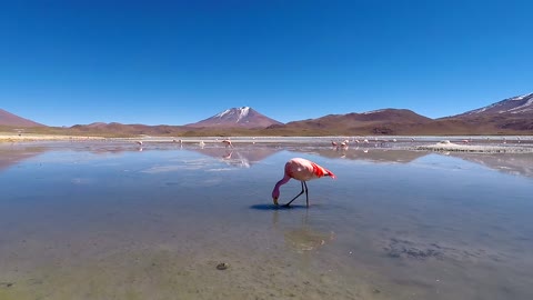 Pink flamingo drink from a pond of water
