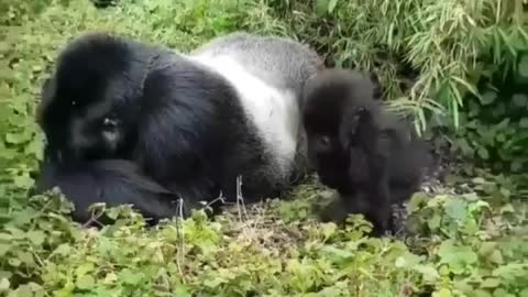 The baby of gorilla lay in front of his father