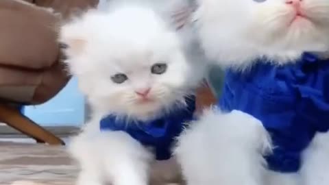 Adorable White kitten Family Compilation Video 2022 😍😂🤣