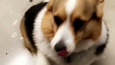 Fat corgi snapchat