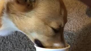 Corgis adorably enjoy their very first puppuccino