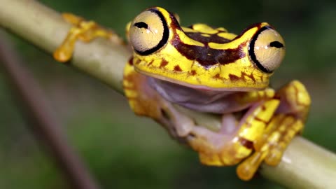 The Lethal Secrets of Poison Dart Frogs How it's venom saves lives