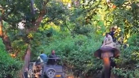 Tiger Attack Elephant video by Amazing Shorts Status #shorts #trending #Trend #viral