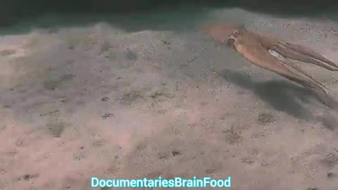 Wildlife Octopus Nature Compilation
