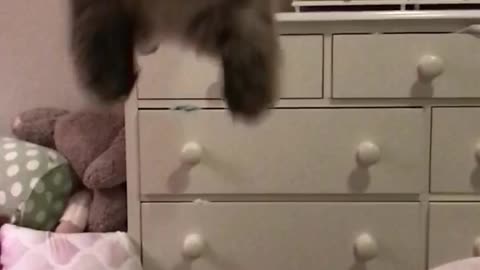 Super cat jump in slow motion