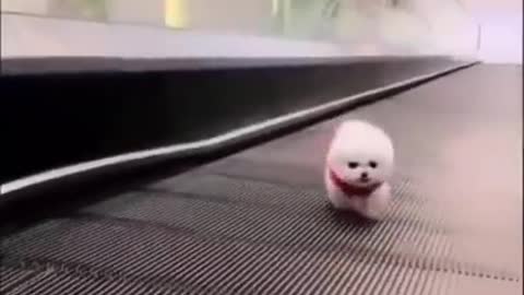 cute puppies going up the shoopping escalator