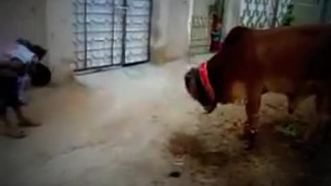 Kids Playing With Cow