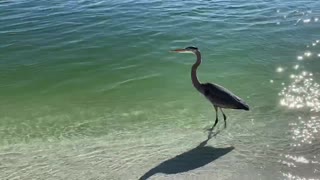 Great blue heron wades in the water then gracefully takes off