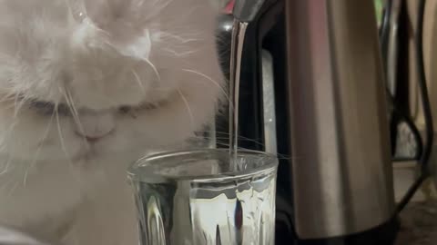 Running Faucet Doesn't Deter Thirsty Cat