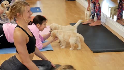 Puppies doing Yoga.. Must Watch .. Have a Laugh