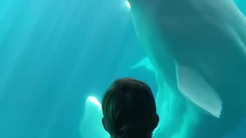 Child and Beluga whales