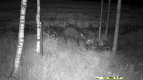 Wild pig attacks a boar-animal fight