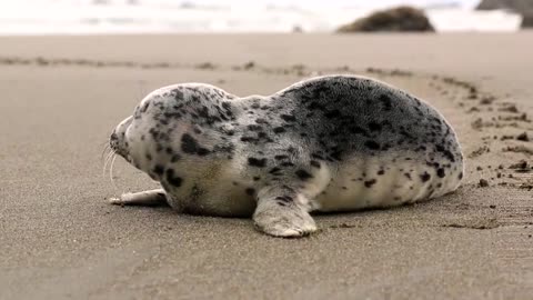 Beautiful Baby Seals