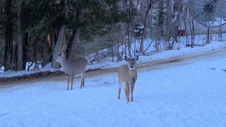 Shadow and Her Male Fawn