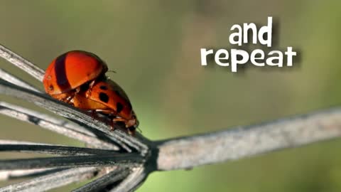 Time Lapse of Ladybug - Animal Eduacation - Life Cycle 10