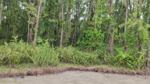 The beauty of green forest beside the meghna river.