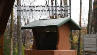 Alaska Chickadee's with Bible Verses