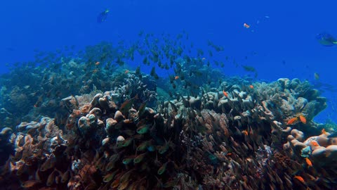 School Of Fish In The Deep Blue Sea