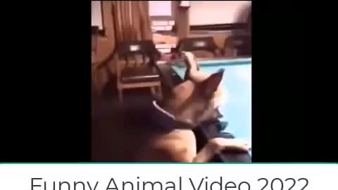 #Funnycats2022 Funny Videos 😻🐶 Cats And Dogs Videos Compilation 😻🐶Funny Animals 2022