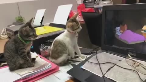 cute cats inspiring by watching Tom and Jerry