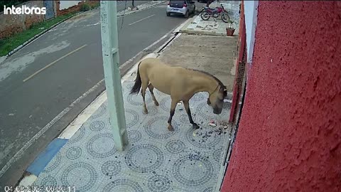 Horse Kicks Down Dental Office Door