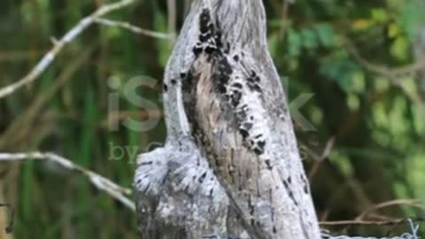 sinister bird singing !!! urutau