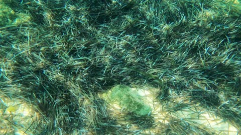 Underwater in Methoni, Peloponnese, Greece