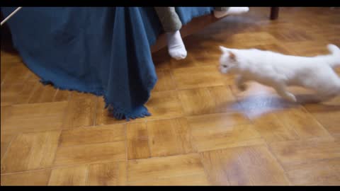 A cat doing dribbling with the kids, dynamic cat.,All pets