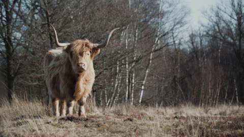 Highland Cows in Scotland